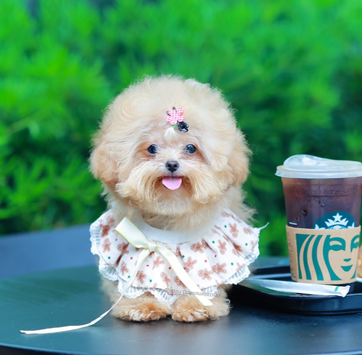 บิซองพู BCM-595919 เพศชาย สีแชมเปญ อายุ 2 เดือน ตัวเล็ก ขาสั้น หน้าสั้น ขนแน่นฟู