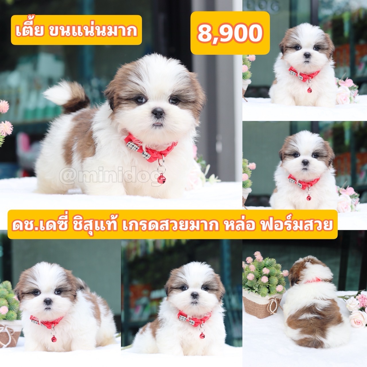 ชิสุแท้เกรดสวย