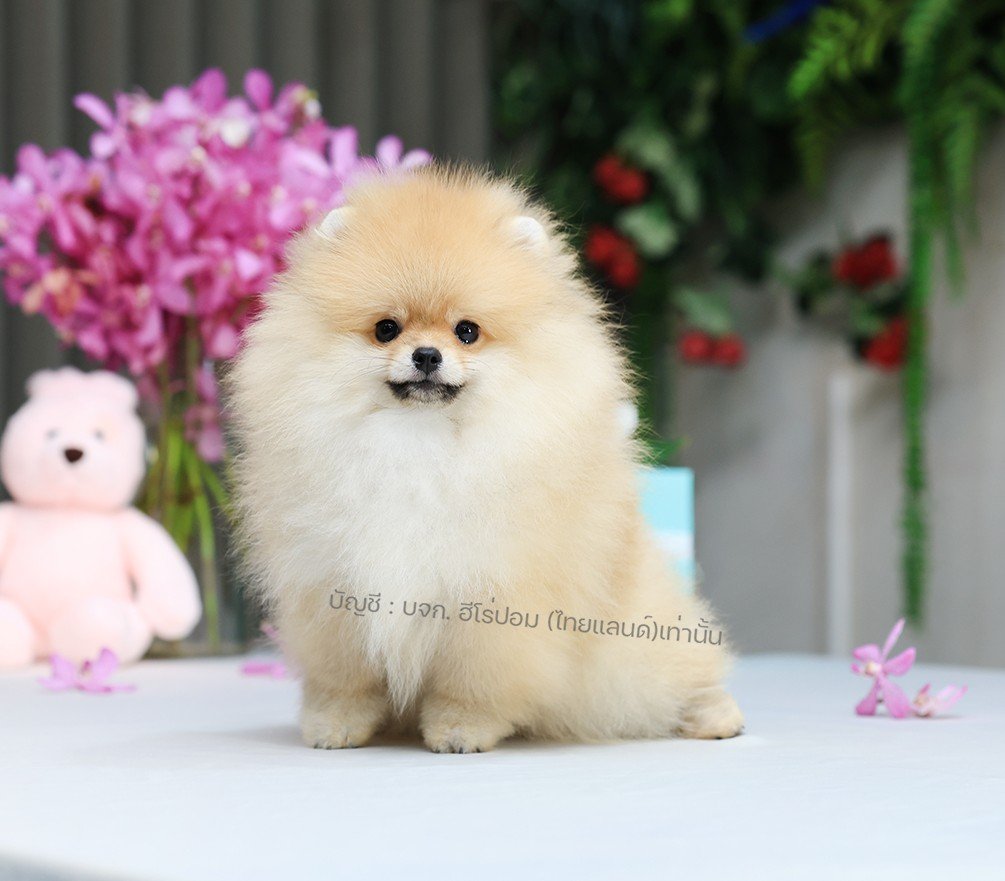 ปอมแท้ ปอมหน้าหมี HRM-10989 เพศชาย สีส้ม อายุ 2 เดือน ขนแน่น ขาใหญ่ กินเก่ง หน้า...