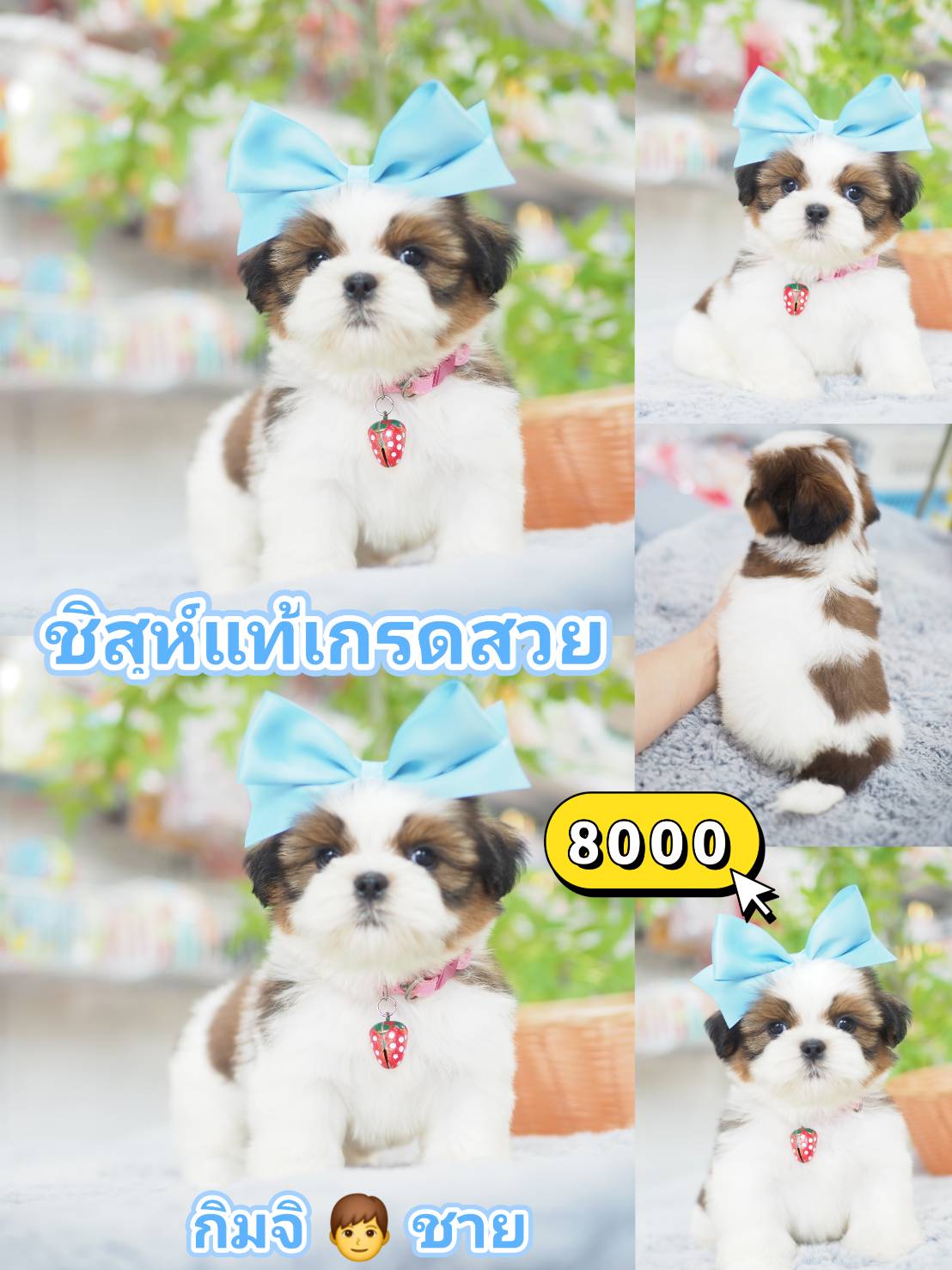 SHIHTZU
