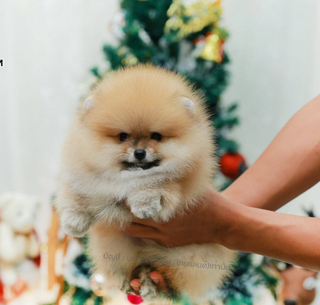 ปอมแท้ ปอมหน้าหมี HRM-10989 เพศชาย สีส้ม ตัวจิ๋วตัวเล็ก แก้มอ้วน น่าฟัดมาก ๆ ตอน...