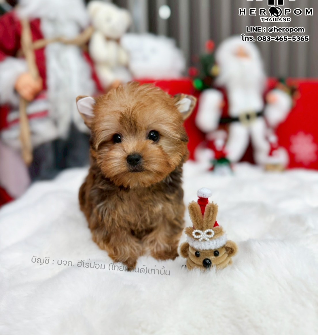 ยอร์คเชียร์ เทอร์เรีย HYF-10948 เพศหญิง สีบราว ขนแน่น สายเลือดดี เกรดคุณภาพ หน้า...