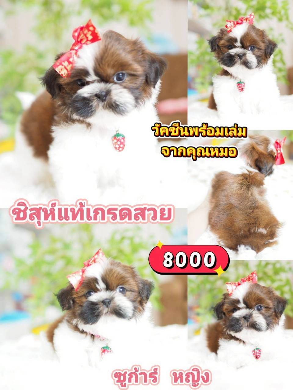 Shihtzu ❣️ วัคซีน