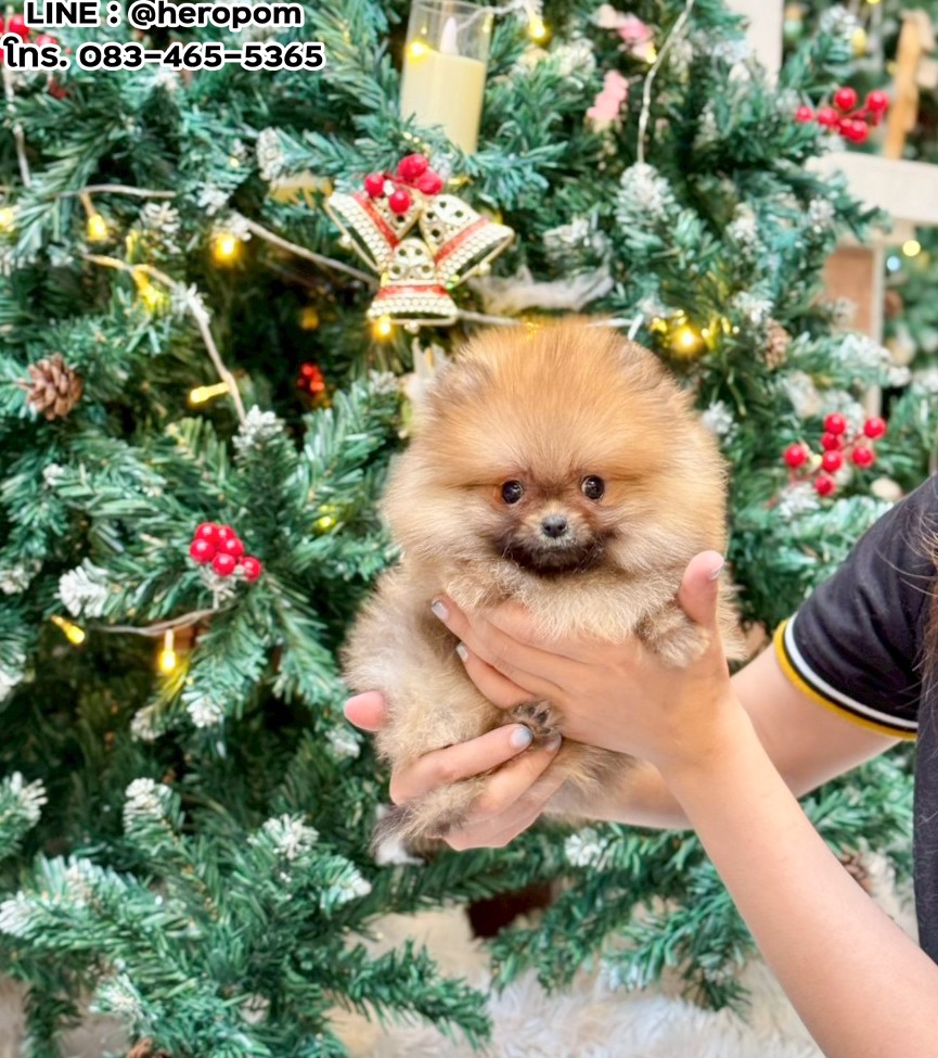 ปอมแท้ ปอมหน้าหมี HRM-10529 เพศชาย สีส้ม ตัวจิ๋วตัวเล็ก แก้มอ้วน น่าฟัดมาก ๆ ตอน...