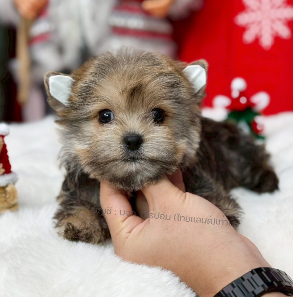 ยอร์คเชียร์ เทอร์เรีย HYM-10946 เพศชาย สีบราว ขนแน่น สายเลือดดี เกรดคุณภาพ หน้าห...