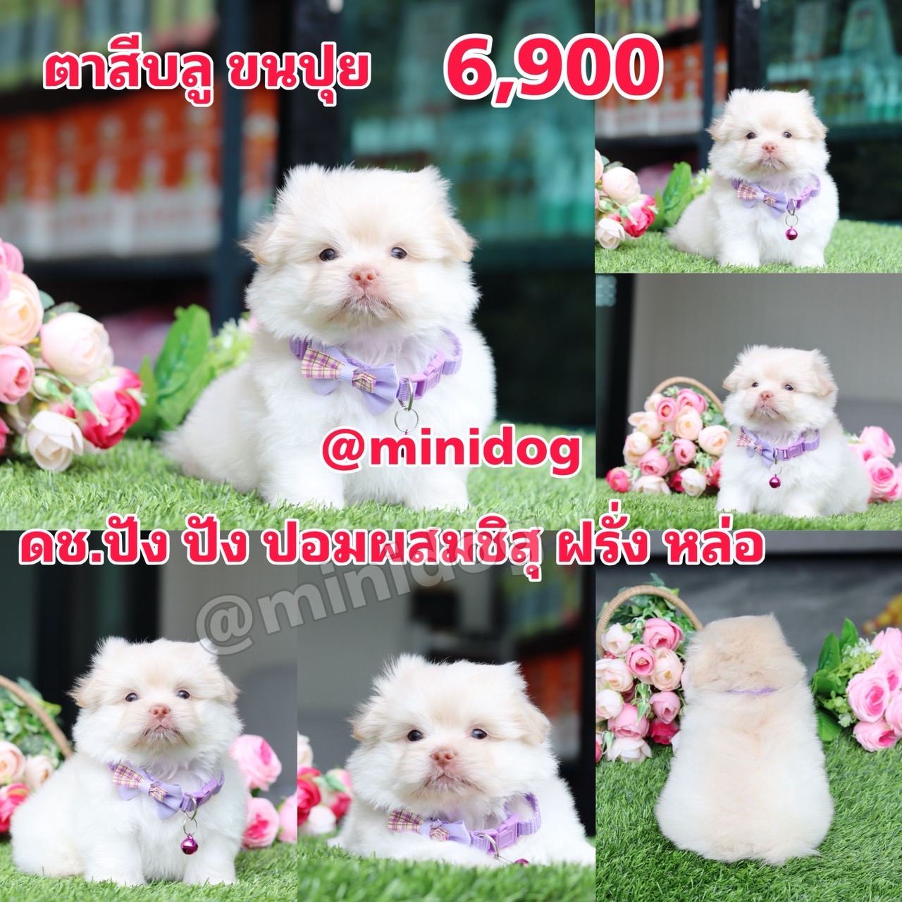 ชิสุผสมปอม