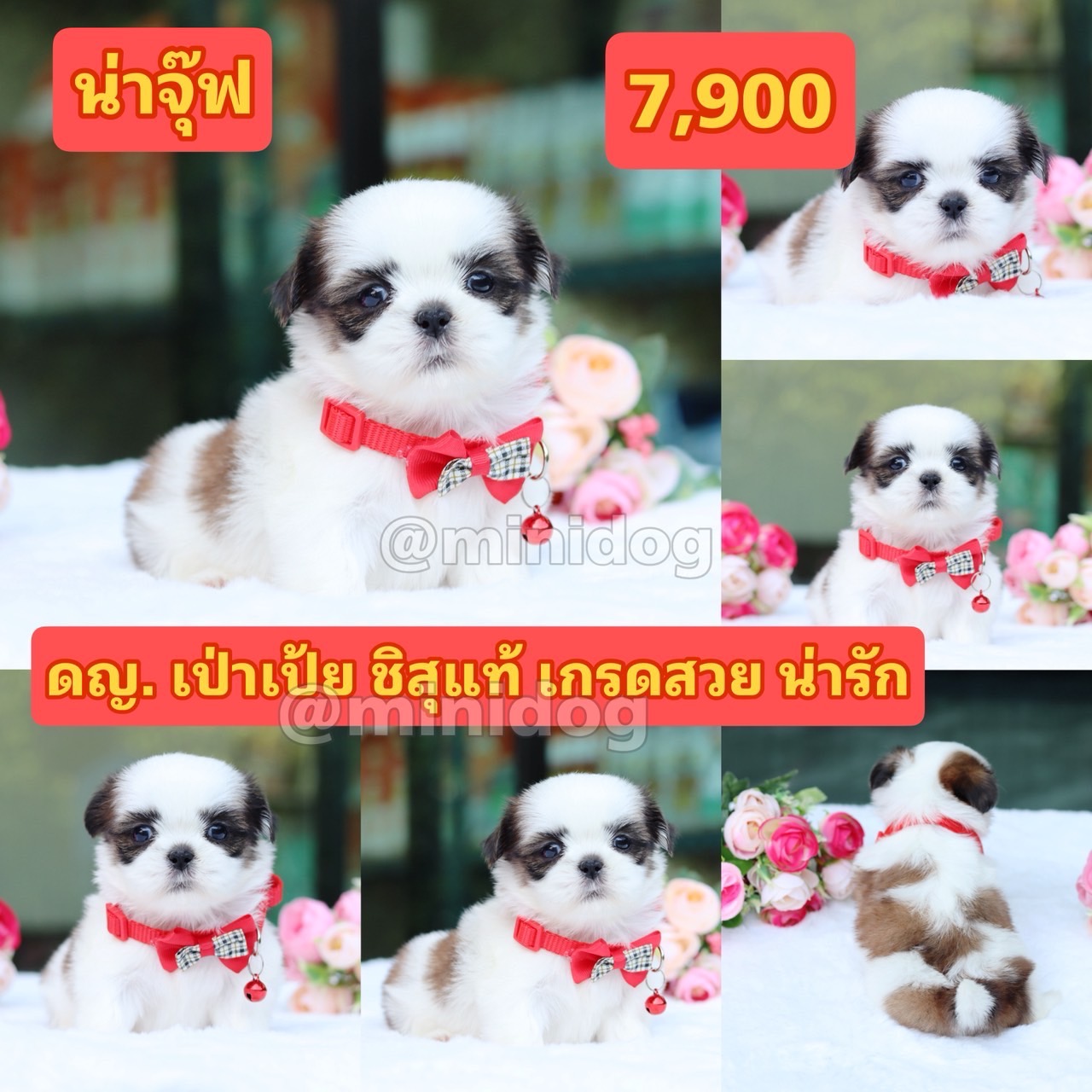 ชิสุแท้เกรดสวย