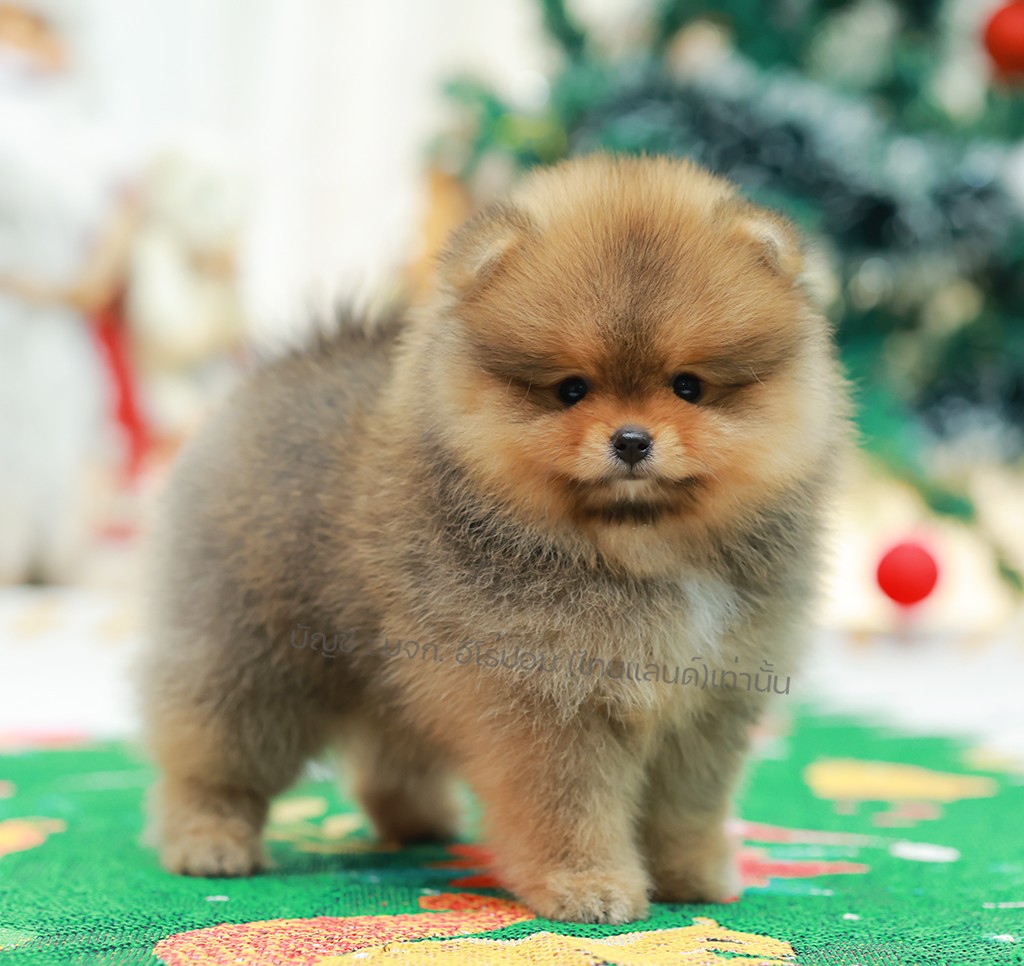 ปอมแท้ ปอมหน้าหมี HRF-10986 เพศหญิง สีส้ม ตัวจิ๋วตัวเล็ก แก้มอ้วน น่าฟัดมาก ๆ ตอ...