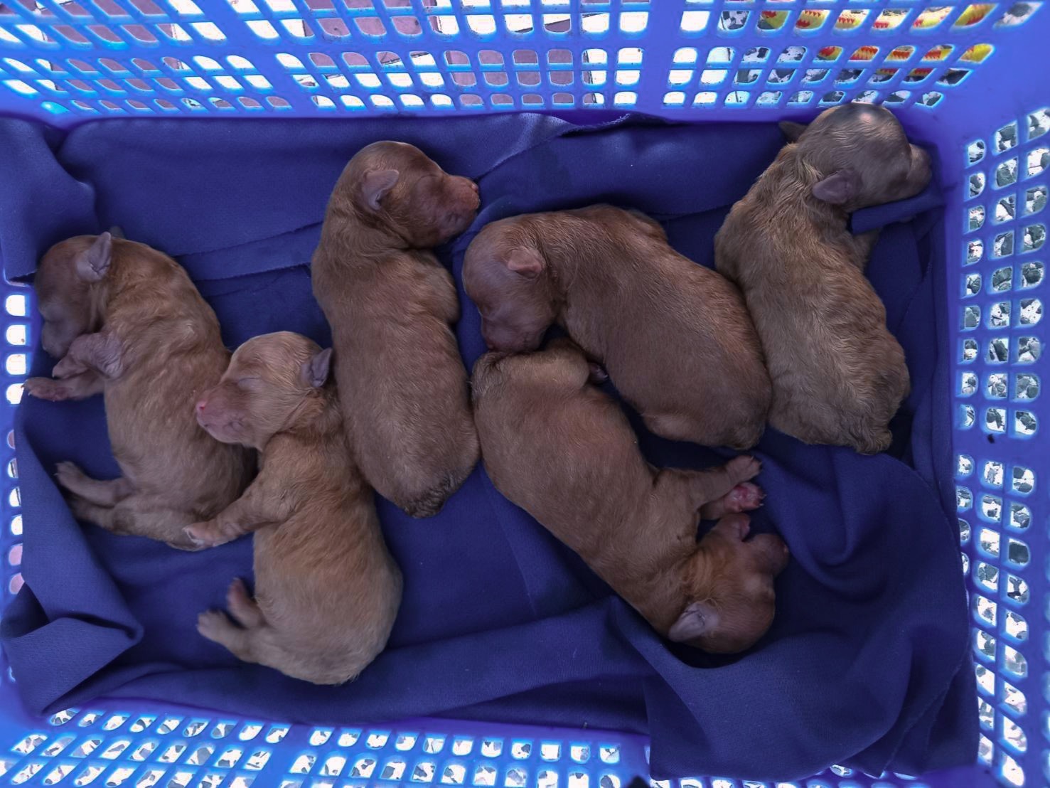 พุดเดิ้ลทอย หน้าหมี เกรดพรีเมียม