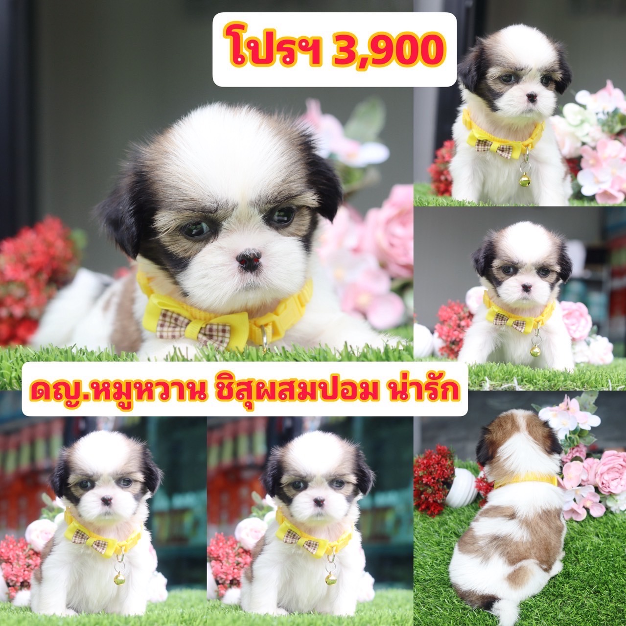 ชิสุผสมปอม