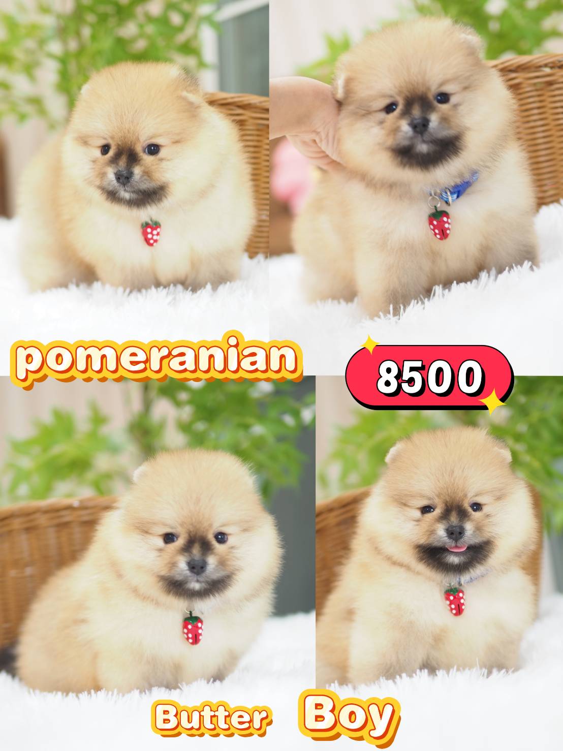 ปอมปอม เบาๆ
