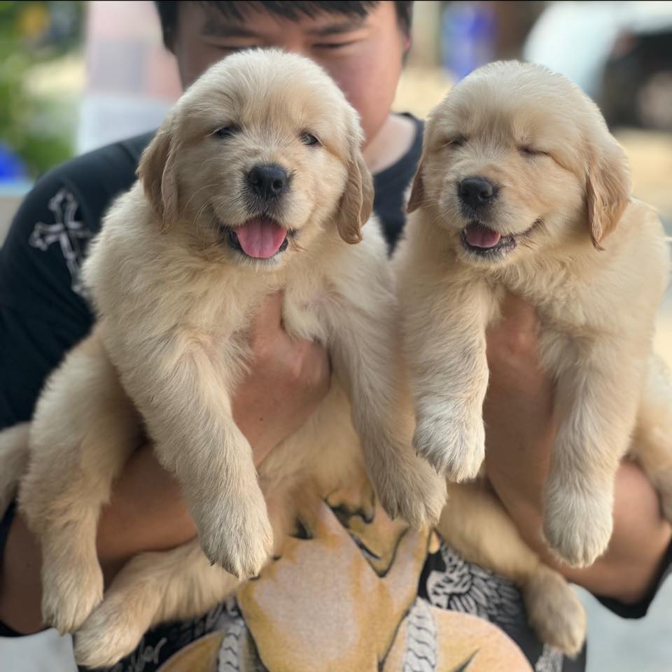 โกลเด้นรีทีฟเวอร์แท้ กรุงเทพ