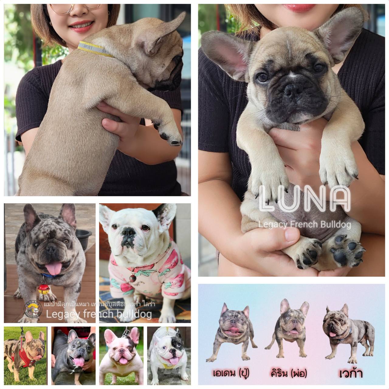 LUNA ลูกสุนัขเฟรนช์บูลด็อก เพศเมีย สีฟอว์น