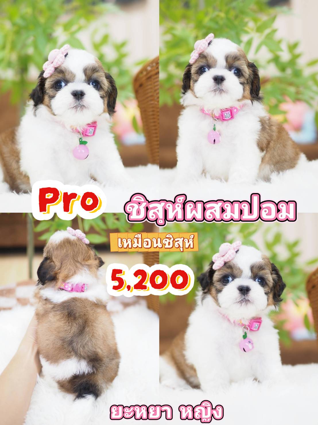 Shihtzu
