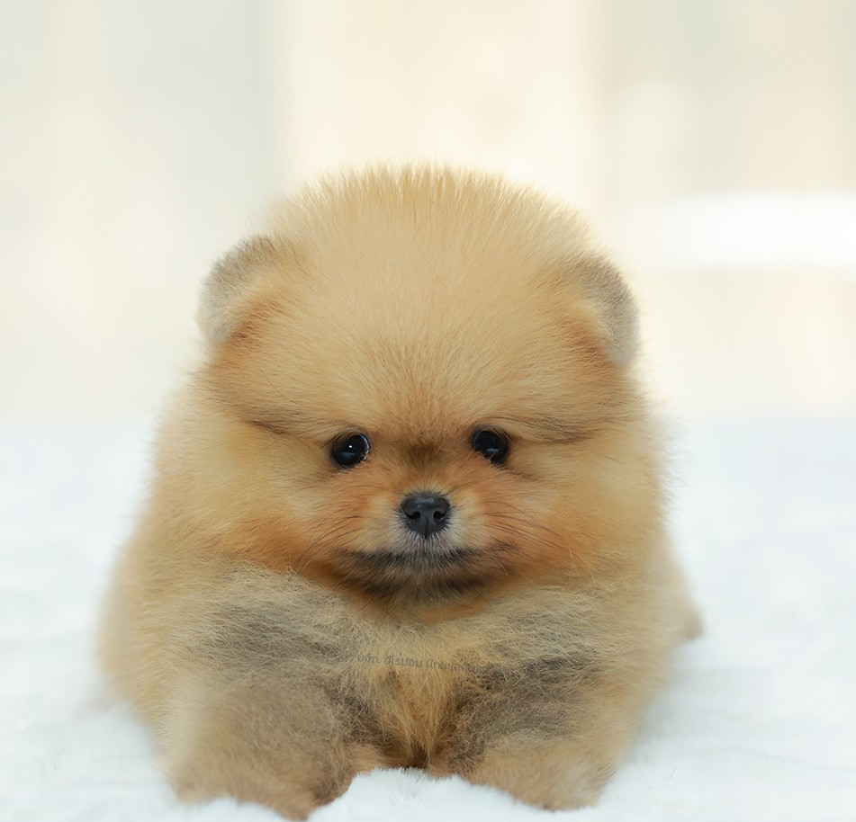 ปอมแท้ ปอมหน้าหมี HRM-10400 เพศชาย สีส้ม ตัวจิ๋วตัวเล็ก แก้มอ้วน น่าฟัดมาก ๆ ตอน...