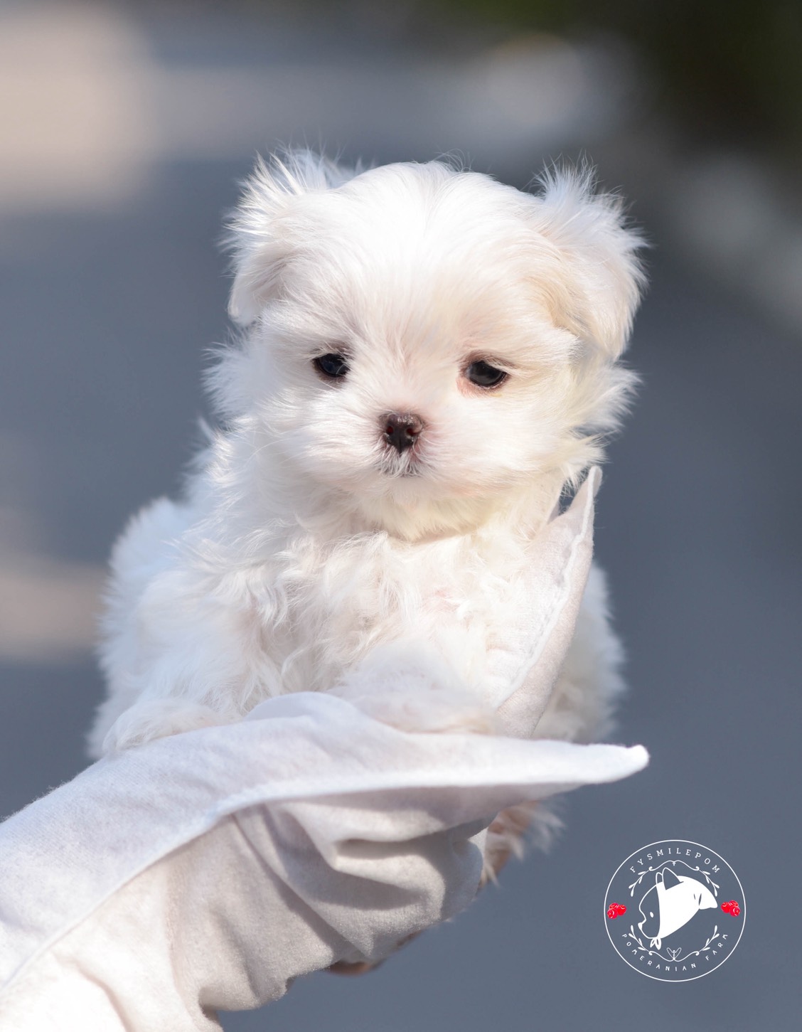 FYsmilepom น้องมอลทีส เพศเมีย หน้าตาน่ารักพร้อมย้ายบ้านค่า 0830777178