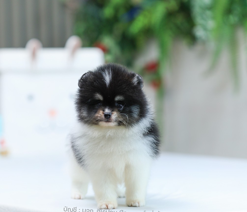 ปอมแท้ ปอมหน้าหมี HRM-10702 เพศชาย สีไครคัลเลอร์ อายุ 2 เดือน ขนแน่น ขาใหญ่ กินเ...