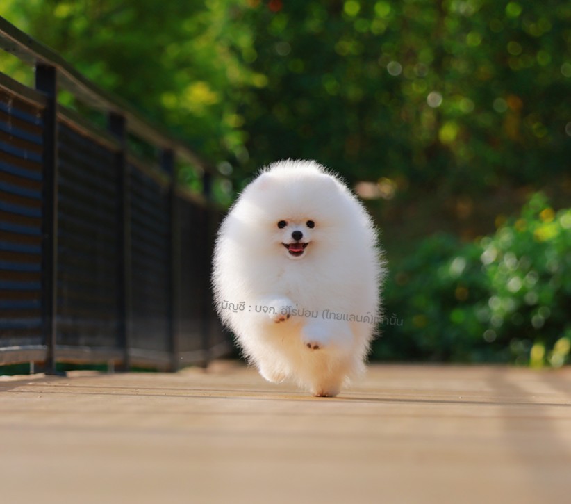 ปอมแท้ ปอมหน้าหมี HRM-89144 เพศชาย สีขาว ตัวจิ๋วตัวเล็ก แก้มอ้วน น่าฟัดมาก ๆ ตอน...