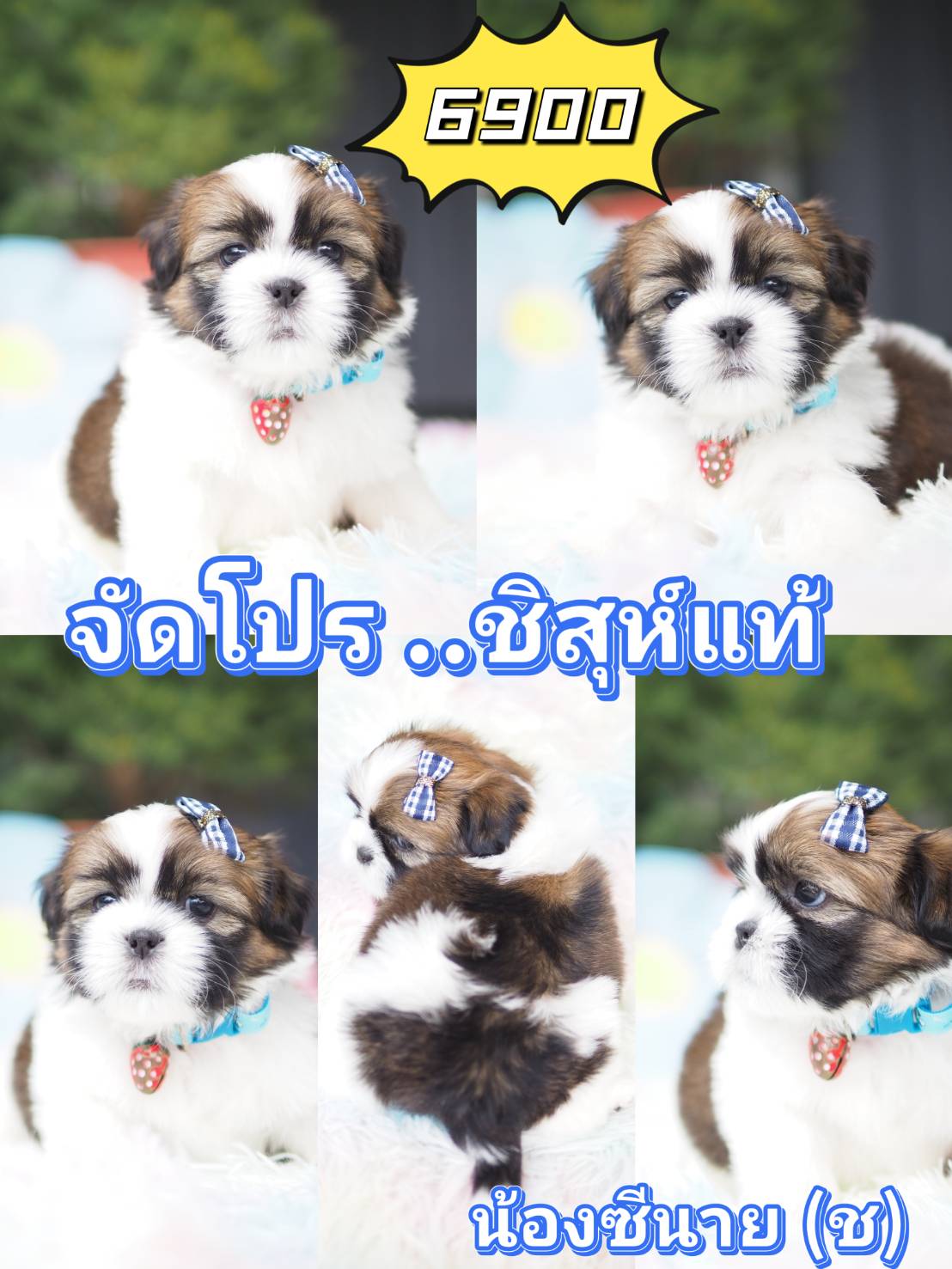 กิ๊ฟซ่ามาแล้ว