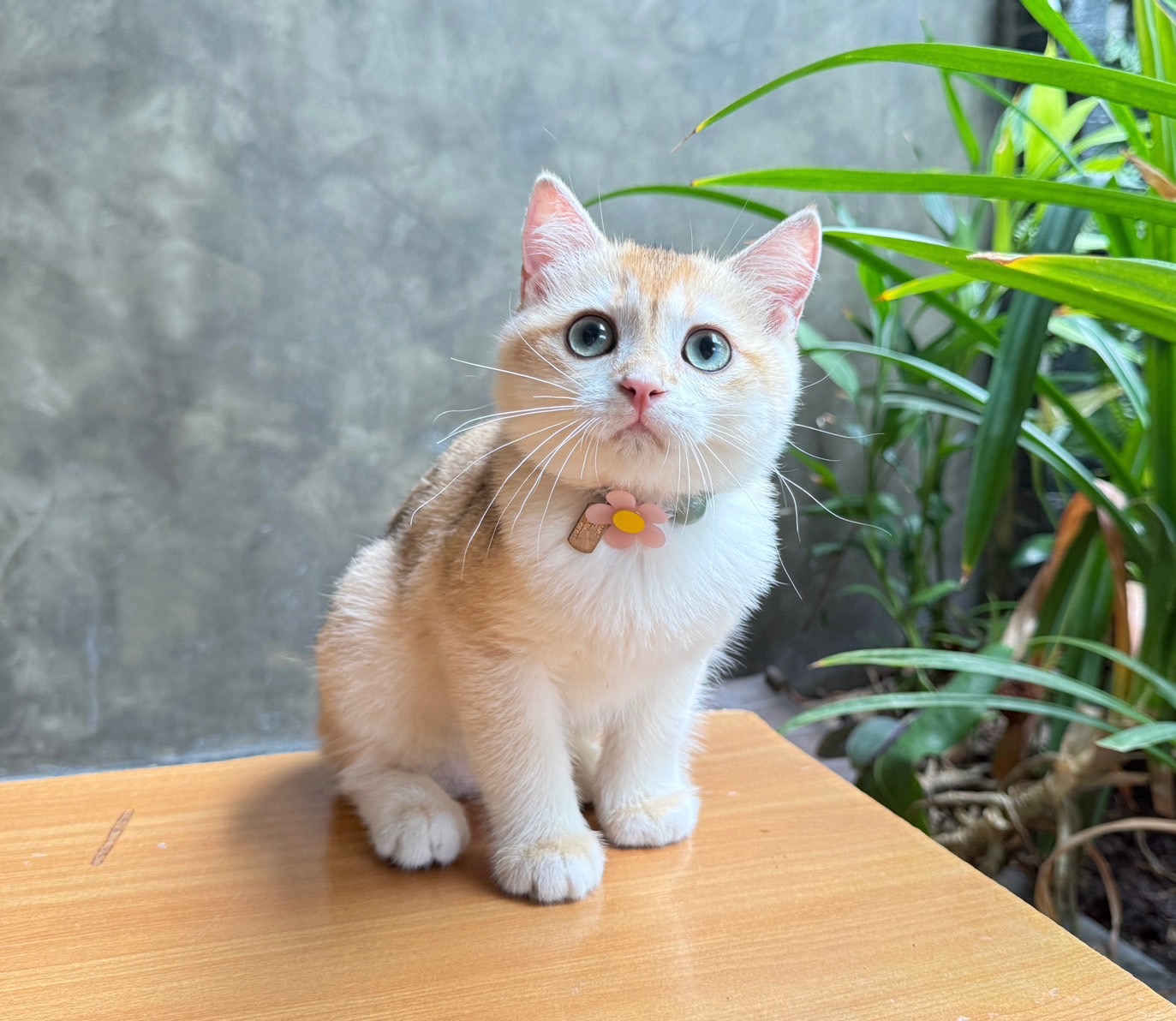 ขายแมวบริติช ชอตร์แฮร์ สายพันธุ์แท้