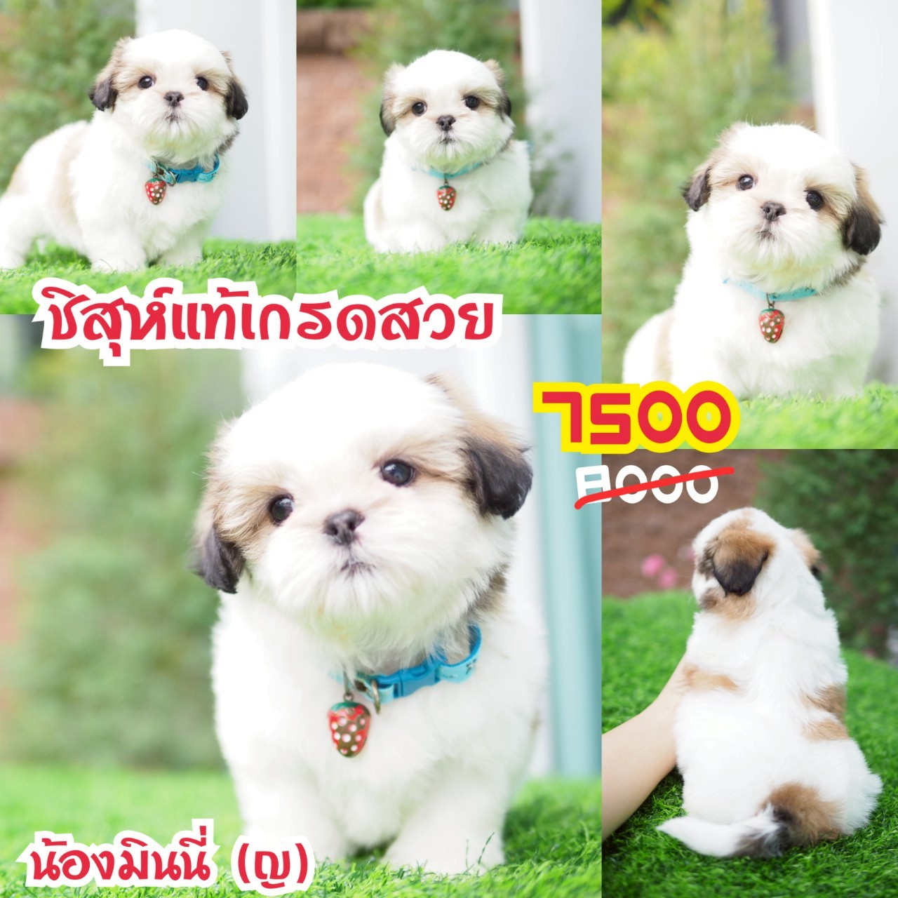ชิสุห์แท้ กิ๊ฟซ่า