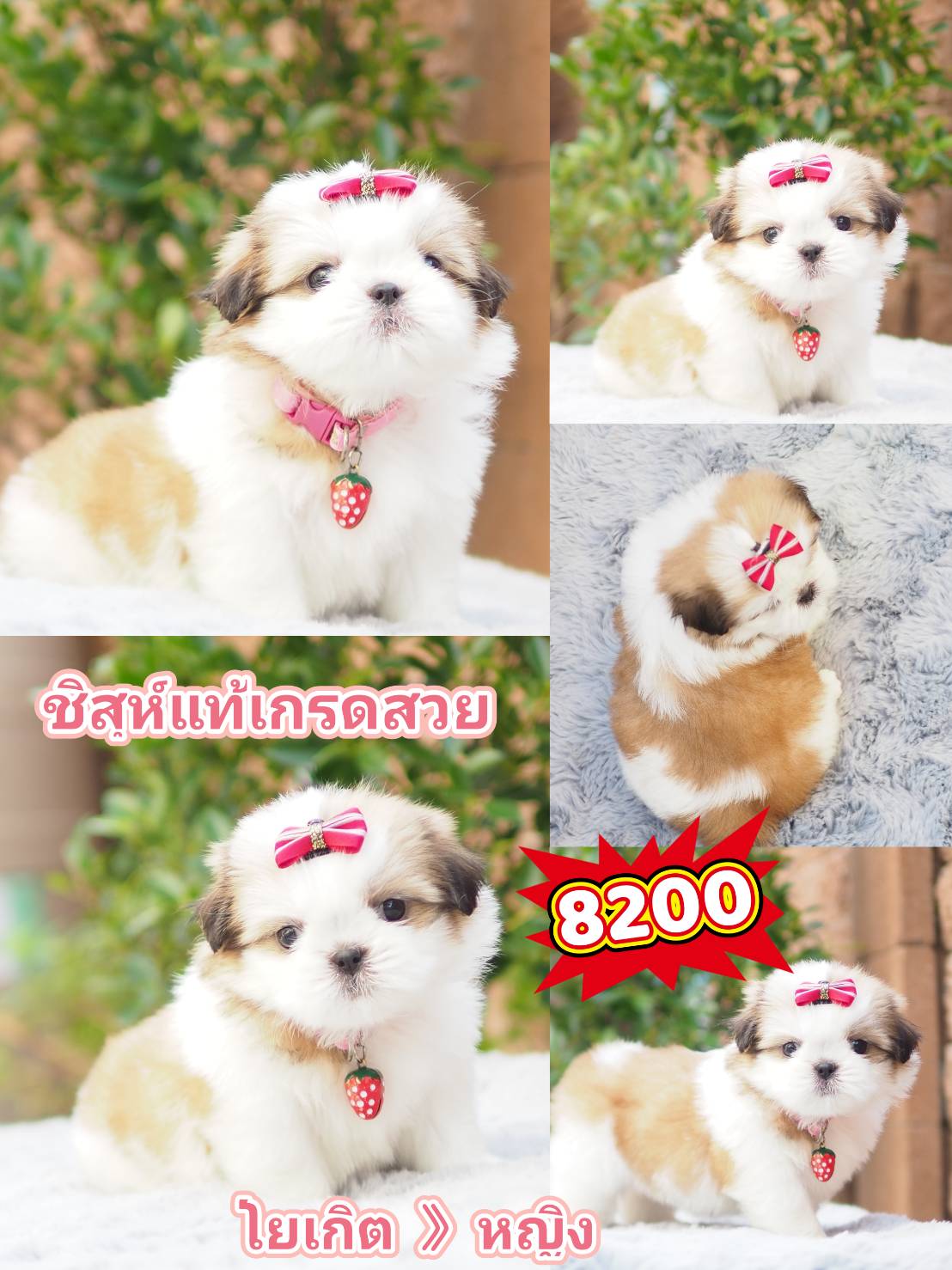 Shihtzu สวย+มีส่วนลด
