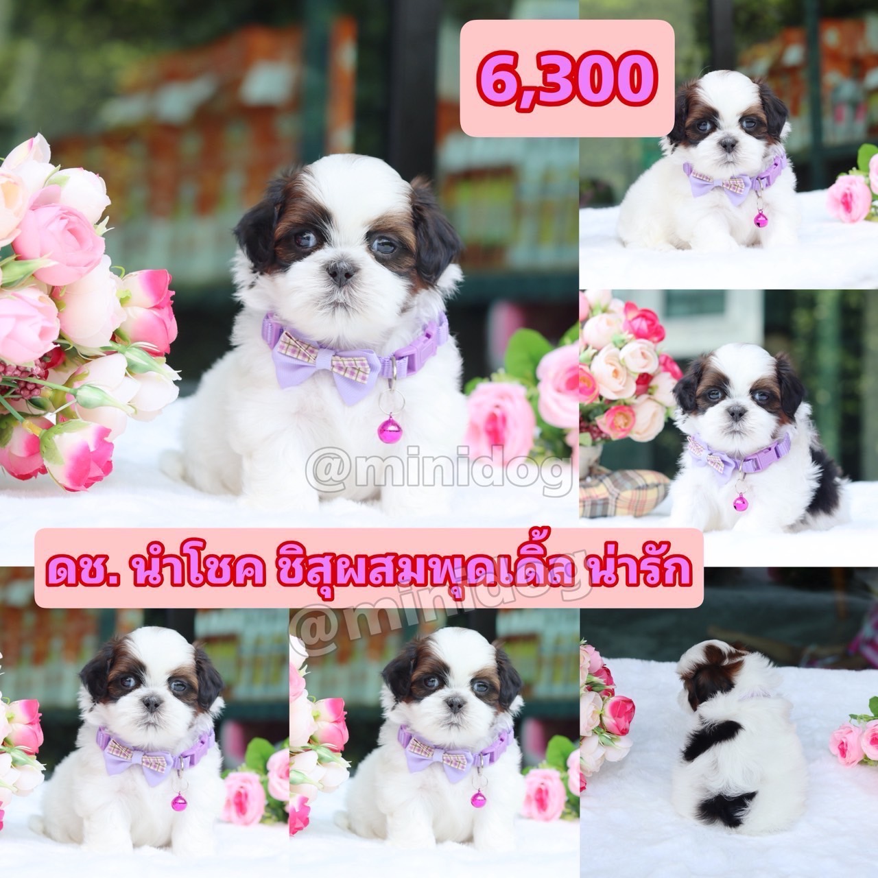 ชิสุผสมพุดเดิ้ล