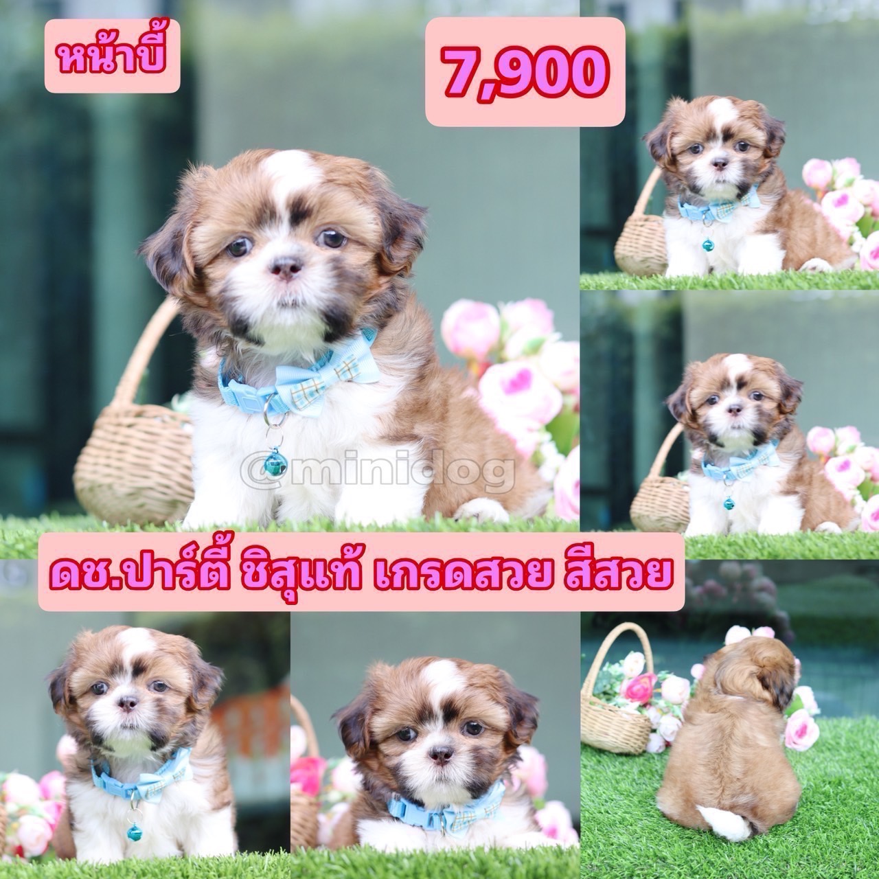 ชิสุแท้เกรดสวย