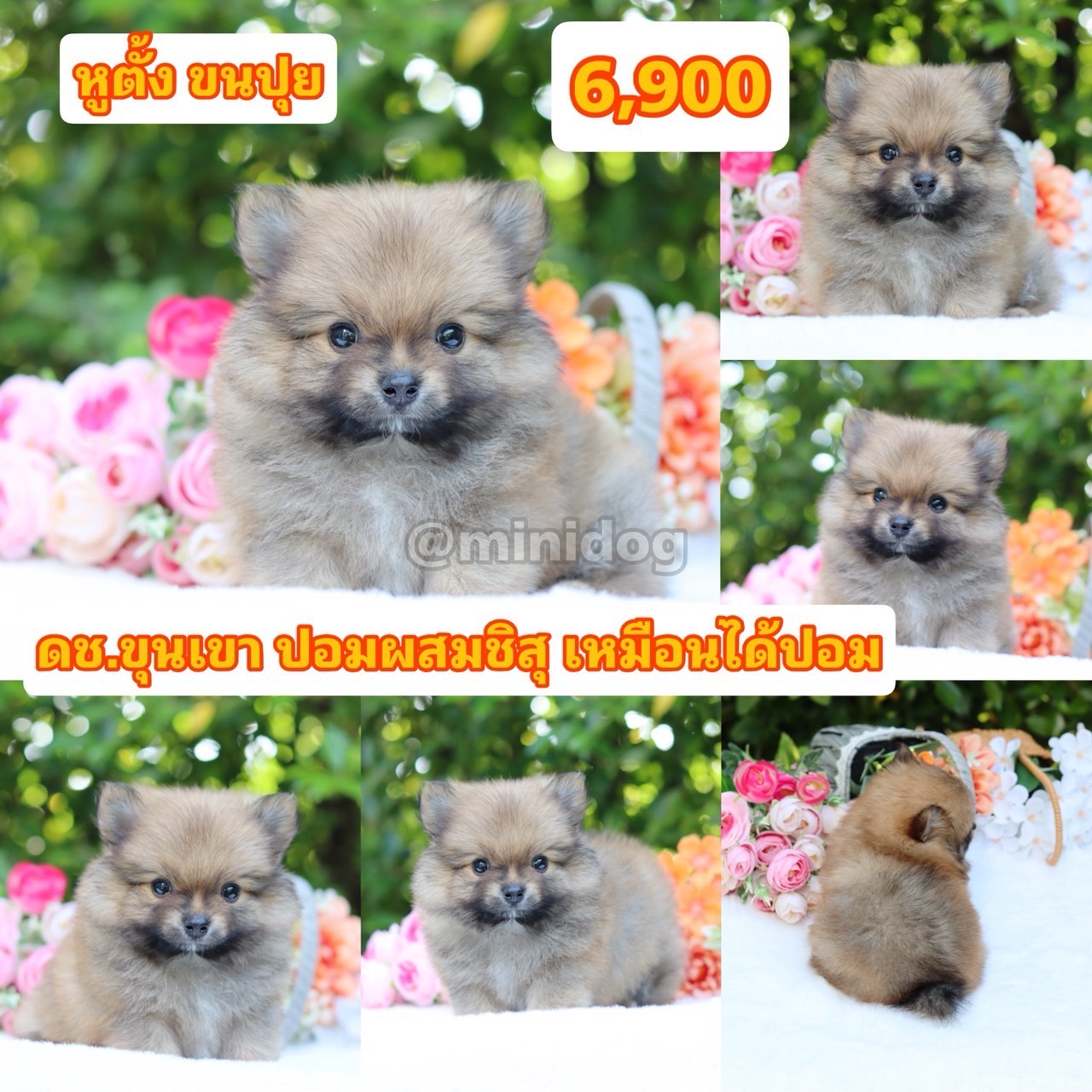 ชิสุผสมปอม