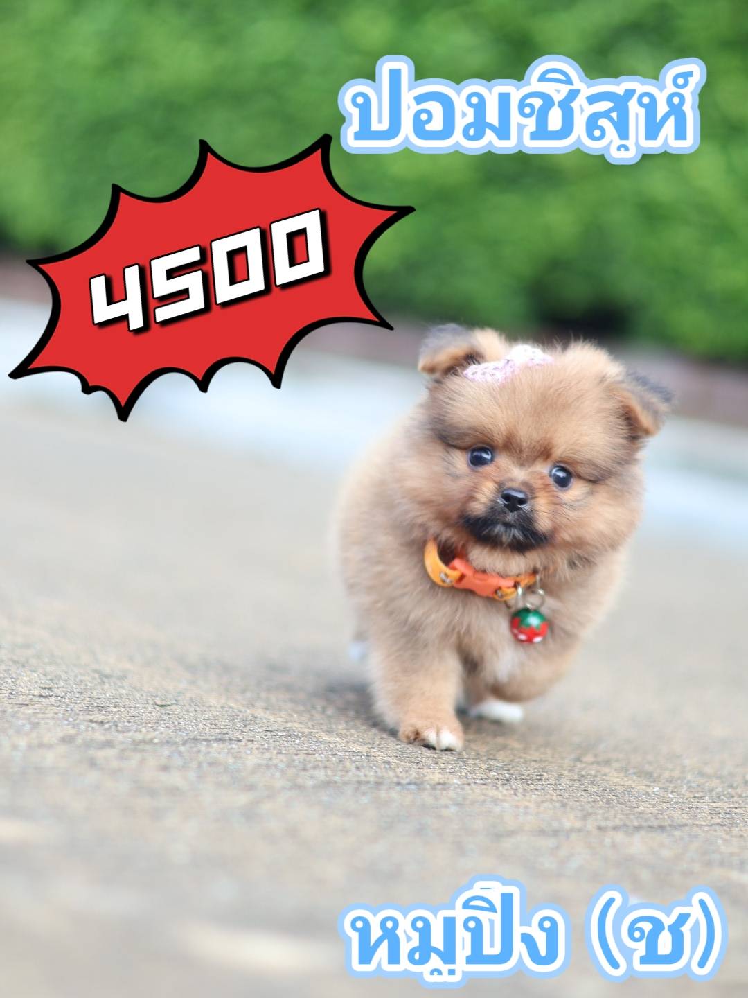 กิ๊ฟซ่าชิสุ