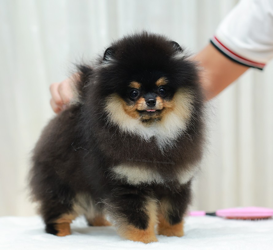 ปอมแท้ ปอมหน้าหมี HRF-68109 เพศหญิง สีแบล็คแทน ตัวจิ๋วตัวเล็ก แก้มอ้วน น่าฟัดมาก...