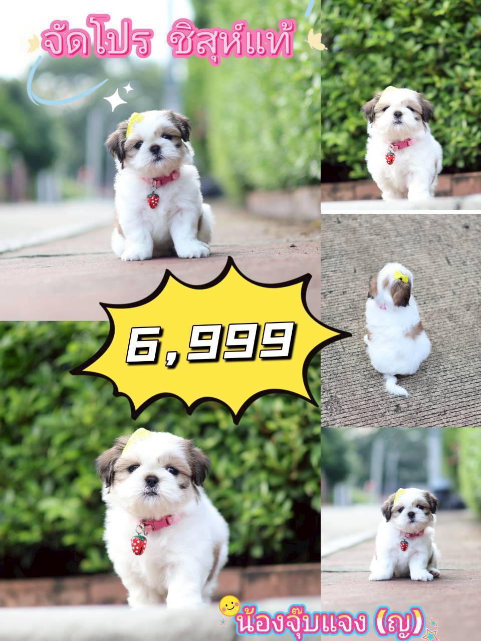 กิ๊ฟซ่าชิสุ