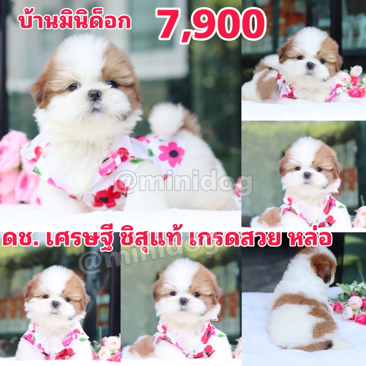 ชิสุแท้เกรดสวย