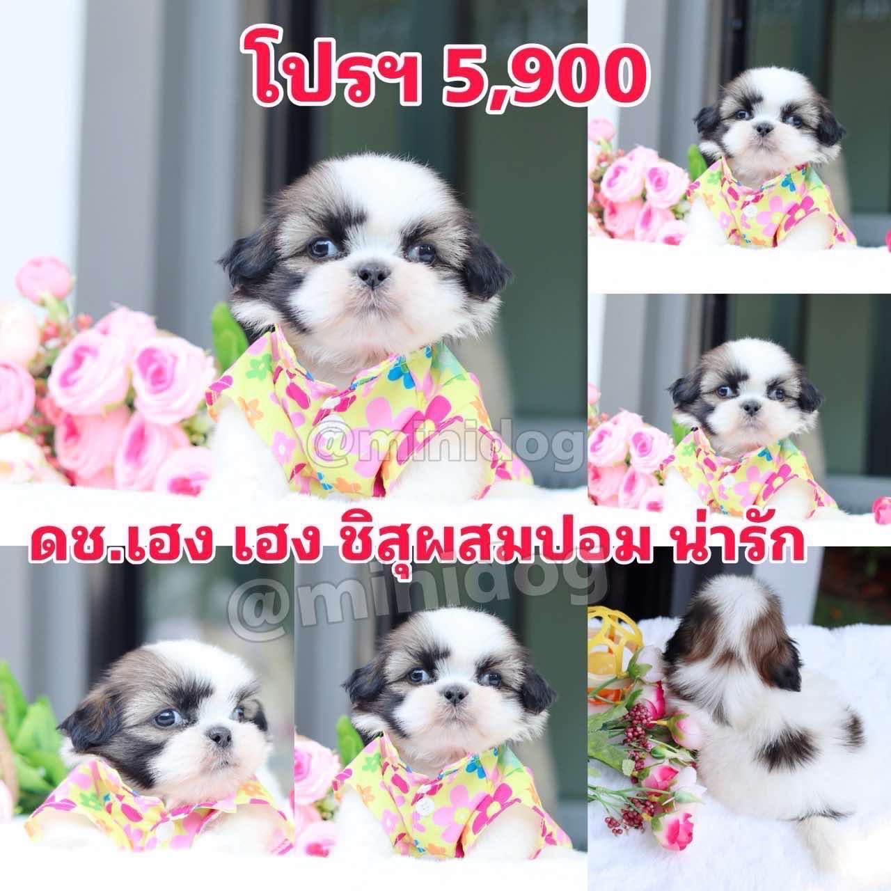 ชิสุผสมปอ