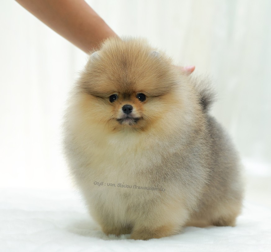 ปอมแท้ ปอมหน้าหมี HRM-89138 เพศชาย สีส้ม ตัวจิ๋วตัวเล็ก แก้มอ้วน น่าฟัดมาก ๆ ตอน...