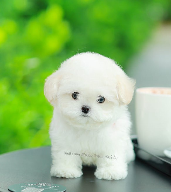 มินิบิชอง BCM-24521 เพศชาย สีขาว น่ารักมาก ตัวเล็กตัวน้อย ขนนุ่มขนแน่น หน้าแบ๊ว...
