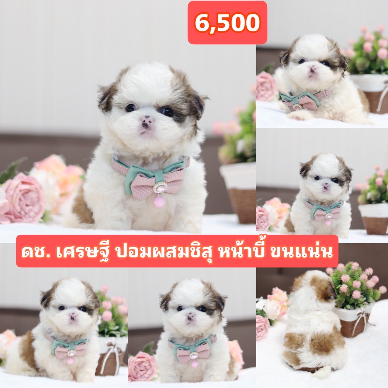 ชิสุผสมปอมเกรดสวย