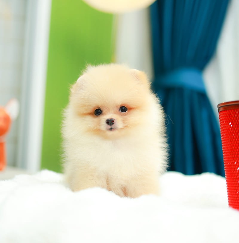 ปอมแท้ ปอมหน้าสั้น HRF-10570 เพศหญิง สีส้มครีม หนุ่มฮอต หน้าตาน่ารัก น่าเอ็นดูมา...