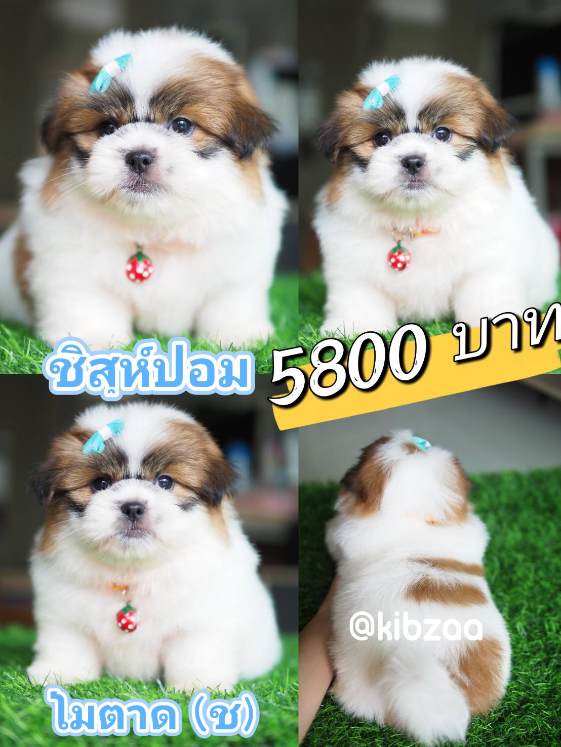 ชิสุห์ น่ารัก