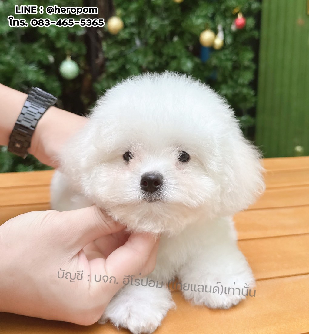 มินิบิชอง BCF-10991 เพศหญิง สีขาว สวยหวานลูกคุณ ตัวเล็ก ขนนุ่ม สายเลือดคุณพ่อคุณ...