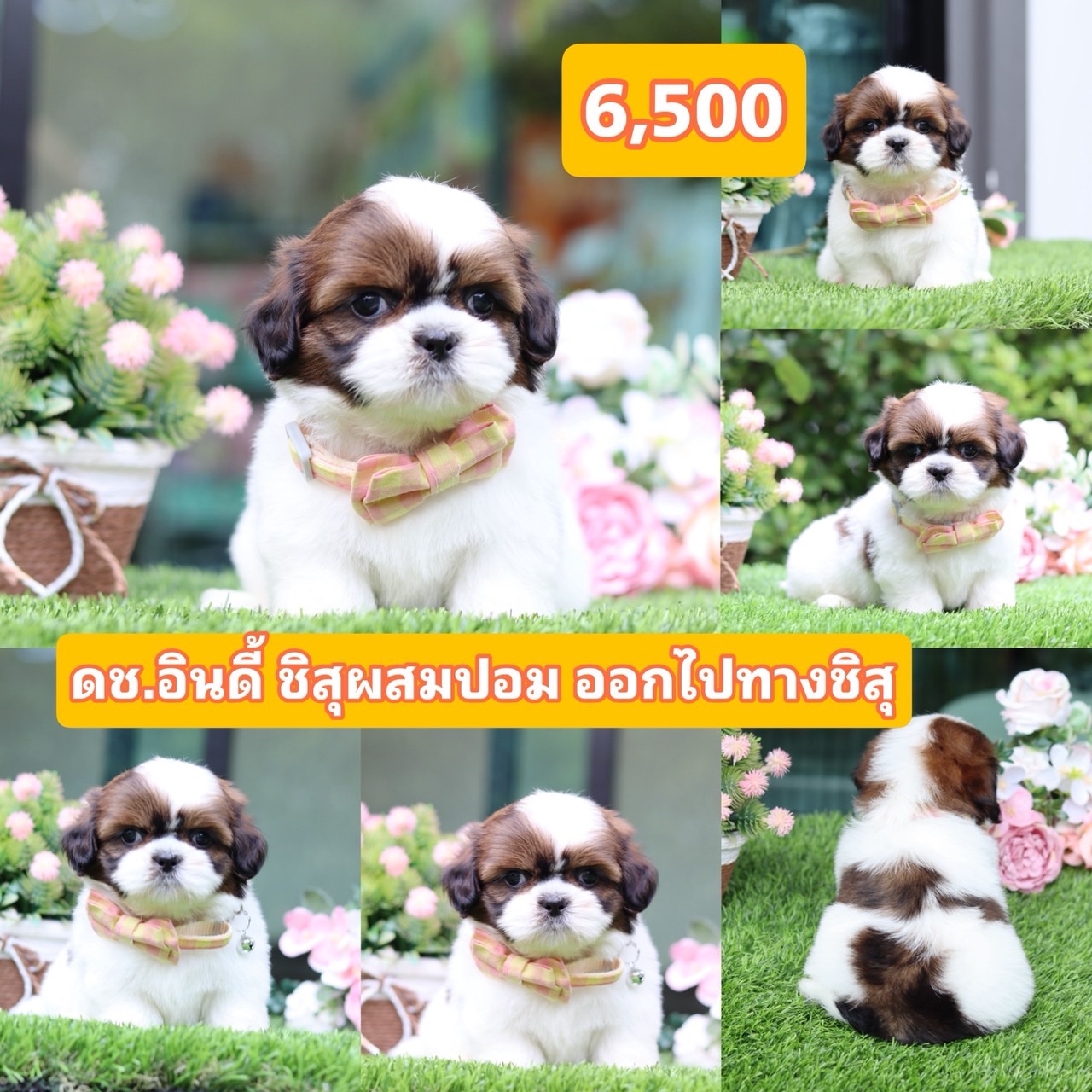 ชิสุผสมปอม