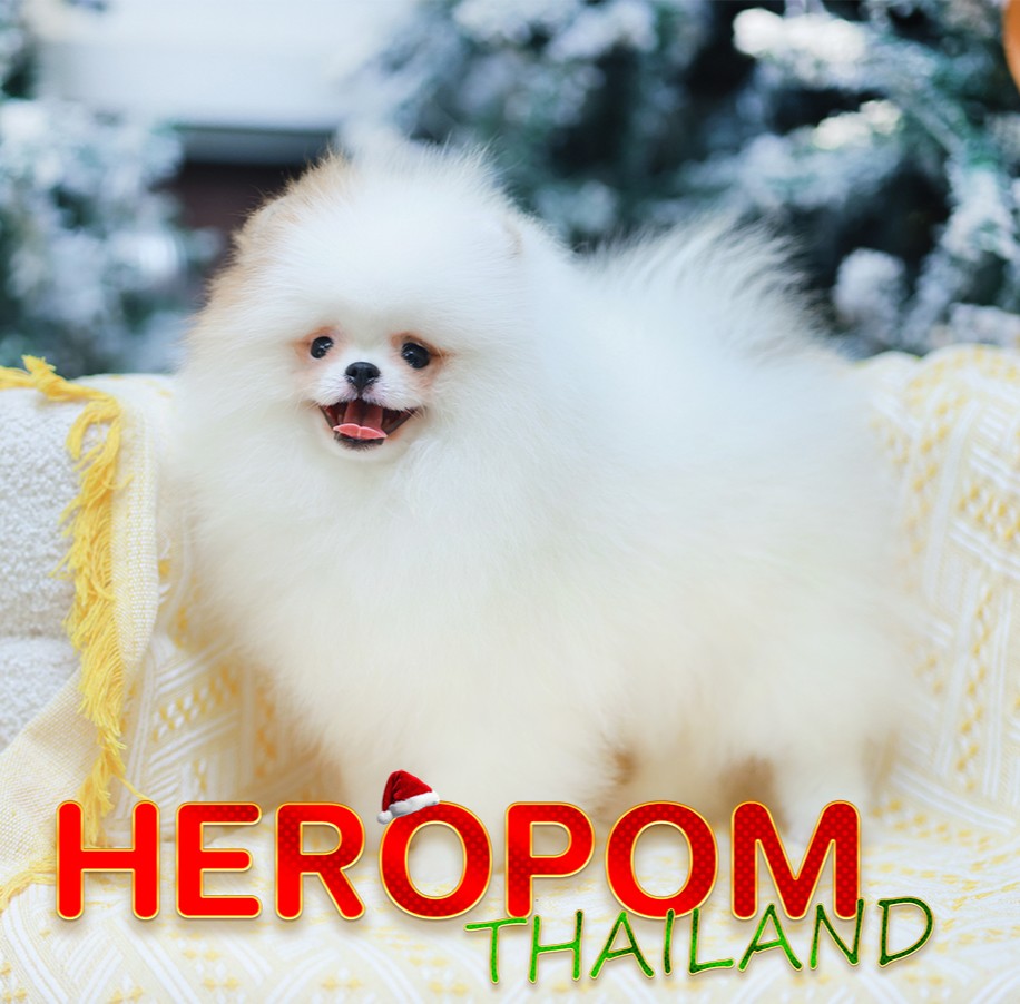 ปอมแท้ ปอมหน้าหมี HRF-10394 เพศหญิง สีส้ม อายุ 2 เดือน ขนแน่น ขาใหญ่ กินเก่ง หน้...