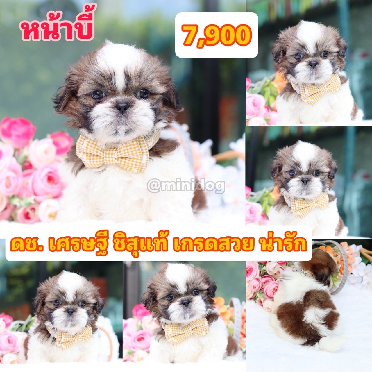 ชิสุแท้เกรดสวย