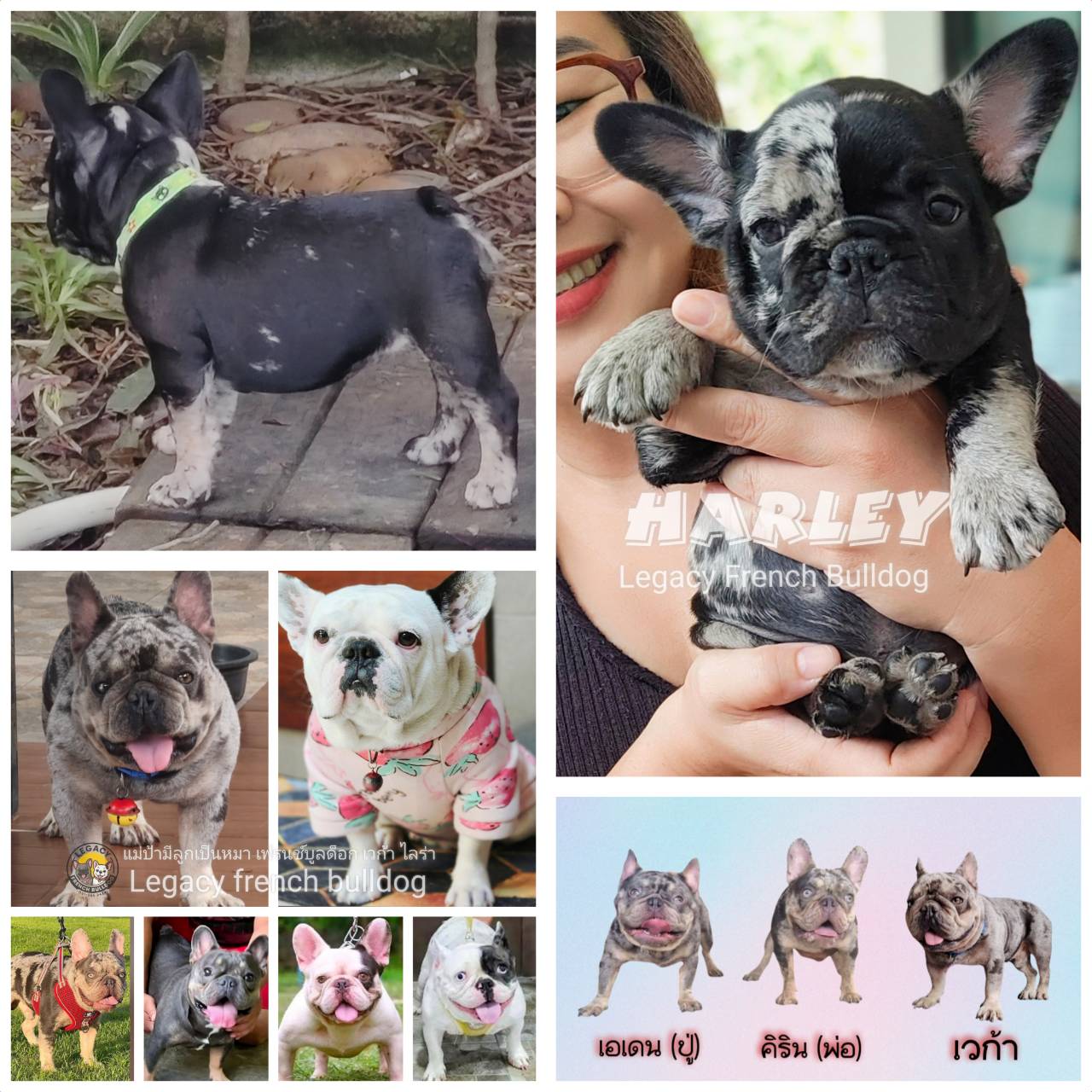 Harley, Exotic French Bulldog, black merle, rare color
