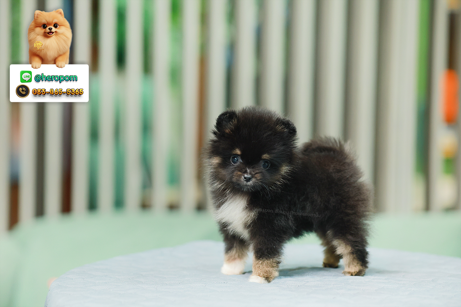 ปอมแท้ ปอมหน้าหมี HRF-26231 เพศหญิง สีแบล็คแทน เจ้าหนูน่ารัก ตัวสั้นขนแน่นมาก หน...