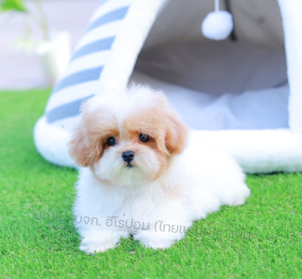 บิชองพู BCM-64165 เพศชาย สี Champagne สวยหวานลูกคุณ ตัวเล็ก ขนนุ่ม สายเลือดคุณพ่...