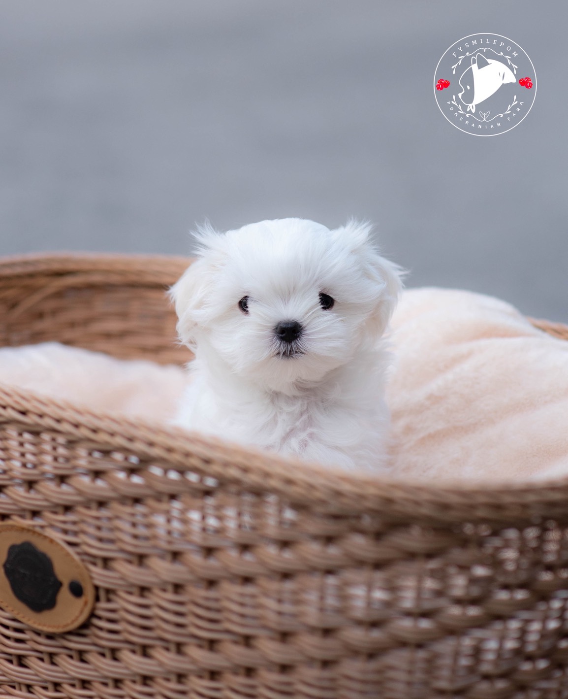 FYsmilepom น้องมอลทีส เพศเมีย หน้าตาน่ารัก พร้อมย้ายบ้านค่ะ 0830777178