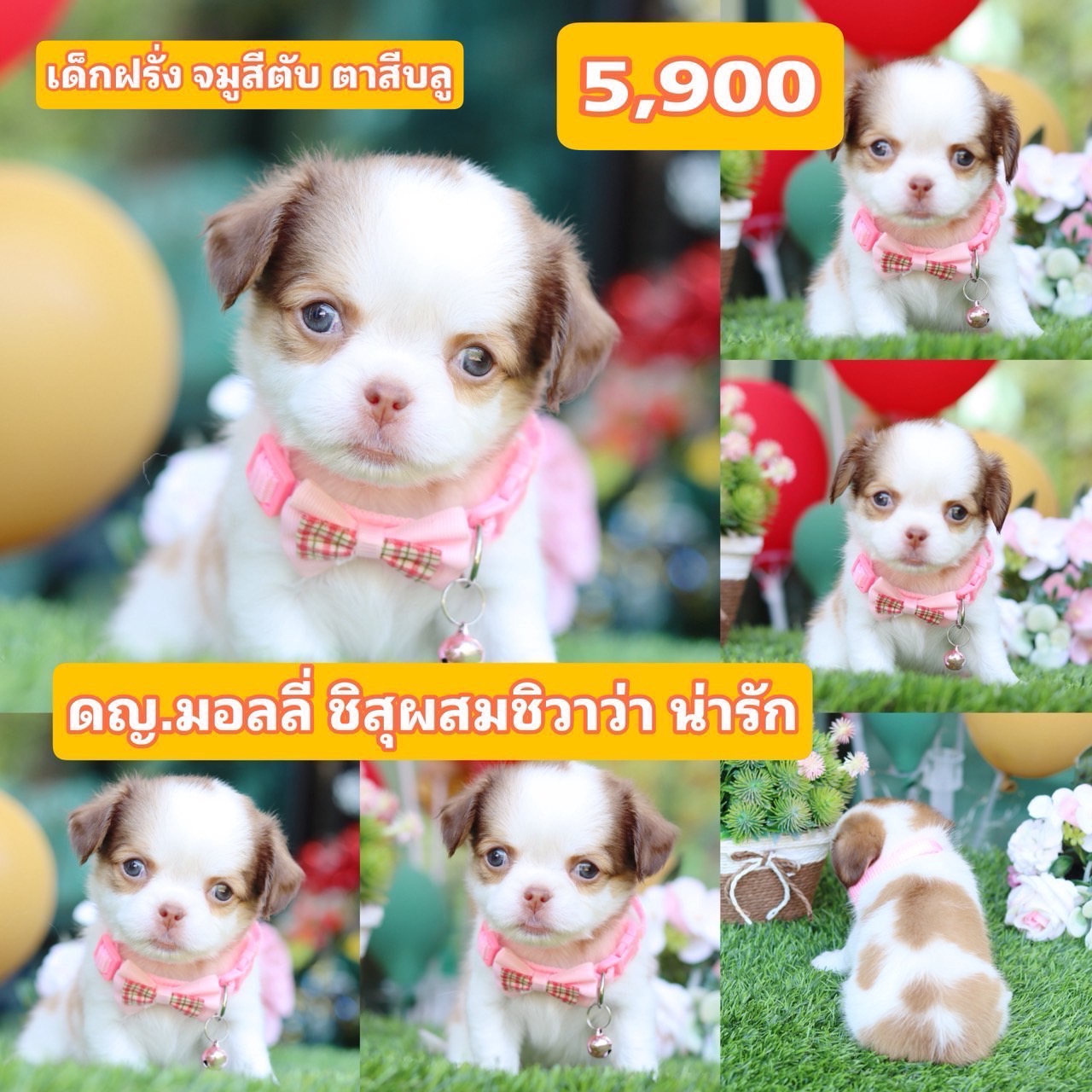 ชิสุผสมชิวาว่า