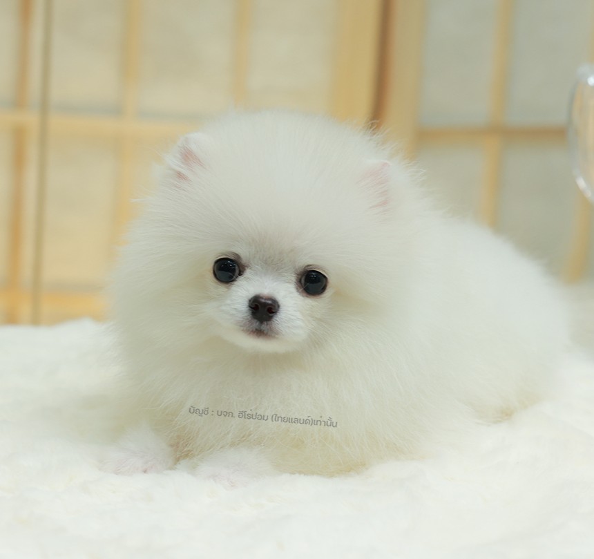 ปอมแท้ ปอมหน้าหมี HRM-68598 เพศชาย สีขาว เจ้าหนูน่ารัก ตัวสั้นขนแน่นมาก หน้าตาน่...