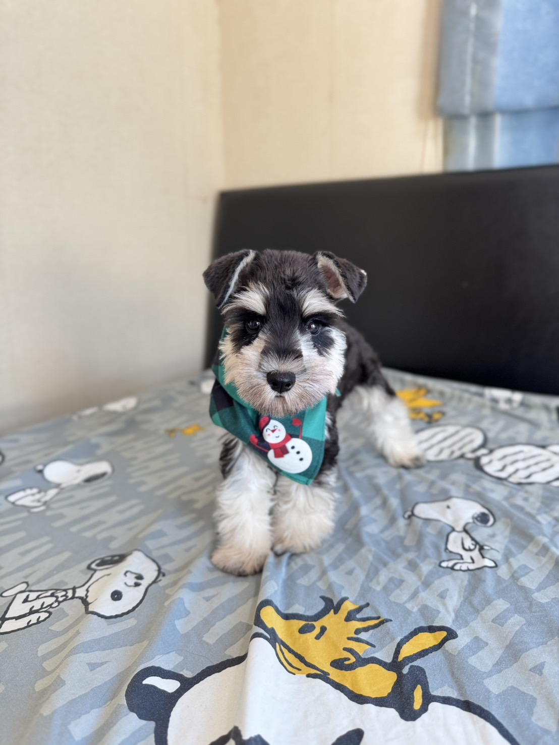 ชเนาเซอร์สีดำ เพศผู้ ขนแน่น นิสัยดี โทร0619366111